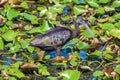 A glossy ibis wading through a Florida swamp Royalty Free Stock Photo