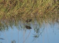 Glossy ibis wading in reeds of river bank while feeding Royalty Free Stock Photo