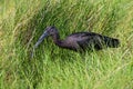 Glossy ibis in a grassy salt marsh. Royalty Free Stock Photo