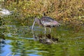 Glossy Ibis Wading In A Swamp Royalty Free Stock Photo