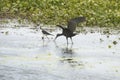 Glossy ibis wading in a swamp in Christmas, Florida. Royalty Free Stock Photo