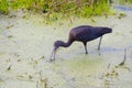 Glossy Ibis Wading In A Swamp, Pond