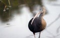 Glossy Ibis wading in wetlands Royalty Free Stock Photo