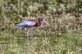 A Glossy Ibis walking in a marsh pond Royalty Free Stock Photo