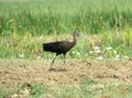 Glossy ibis