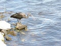 Glossy Ibis beside the lake hunting for small fish for food