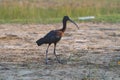 Glossy Ibis at Nal Sarovar Bird Sanctuary