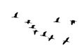 Glossy ibis wedge in flight. Vector silhouette a flock of birds