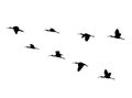 Glossy ibis wedge in flight. Vector silhouette a flock of birds