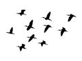 Glossy ibis wedge in flight. Vector silhouette a flock of birds Royalty Free Stock Photo