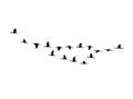 Glossy ibis wedge in flight. Vector silhouette a flock of birds