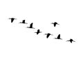 Glossy ibis wedge in flight. Vector silhouette a flock of birds