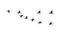 Glossy ibis wedge in flight. Vector silhouette a flock of birds Royalty Free Stock Photo