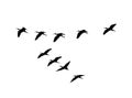 Glossy ibis wedge in flight. Vector silhouette a flock of birds