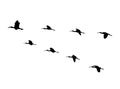 Glossy ibis wedge in flight. Vector silhouette a flock of birds Royalty Free Stock Photo