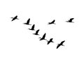Glossy ibis wedge in flight. Vector silhouette a flock of birds Royalty Free Stock Photo
