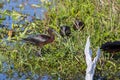 Glossy Ibis In The Wetlands Royalty Free Stock Photo