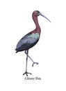 Glossy Ibis wild bird with long beak