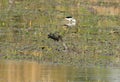 Glossy Ibises