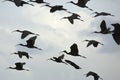 Glossy ibises flying over a swamp at Orlando Wetlands Park. Royalty Free Stock Photo