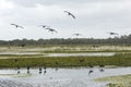 Glossy ibises flying over a swamp at Orlando Wetlands Park. Royalty Free Stock Photo