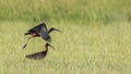 Glossy Ibises on Prairei