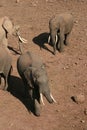 Elephant tusks in kenya