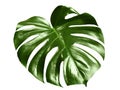 Glossy monstera leaf Royalty Free Stock Photo