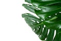 Glossy monstera leaf close up isolated on white background Royalty Free Stock Photo
