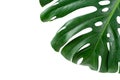 Glossy monstera leaf close up isolated on white background Royalty Free Stock Photo