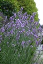 Glossy purple flowers