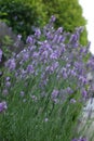 Glossy purple flowers