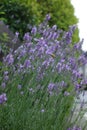 Glossy purple flowers