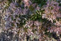 Glossy purple leafage of Mahonia aquifolium