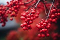 Glossy Red berries branch fall ripe. Generate Ai Royalty Free Stock Photo