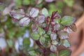 Glossy red and green of new growth on a miniature rose bush.