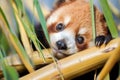 a glossy red panda climbing a bamboo shoot