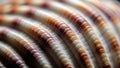 The glossy and rough textures along the ridges showcasing the shell s Royalty Free Stock Photo