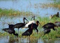 Glossy and sacred ibises, Amboseli National Park, Kenya Royalty Free Stock Photo