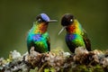 Glossy shiny tinny bird. Fiery-throated Hummingbird, Panterpe insignis, colourful bird sitting on branch. Mountain bright animal