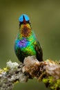 Glossy shiny tinny bird. Fiery-throated Hummingbird, Panterpe insignis, colourful bird sitting on branch. Mountain bright animal