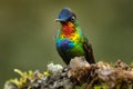 Glossy shiny tinny bird. Fiery-throated Hummingbird, Panterpe insignis, colourful bird sitting on branch. Mountain bright animal