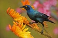 Glossy starling