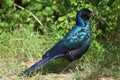 Glossy Starling Royalty Free Stock Photo