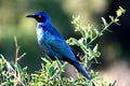 Glossy Starling