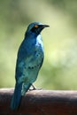 Glossy Starling Royalty Free Stock Photo