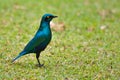 Glossy starling bird Royalty Free Stock Photo