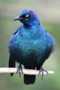 Glossy Starling Bird Royalty Free Stock Photo