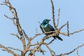 Glossy Starling Bird Perched on Dry Leafless Tree Branches Royalty Free Stock Photo