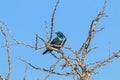 Glossy Starling Bird Perched on Dry Leafless Tree Branches Royalty Free Stock Photo